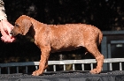 Klicken, um das Bild zu vergrern